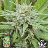 Trichome Jungle Seeds Celtic Passion